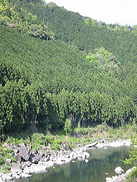吉野檜の風景